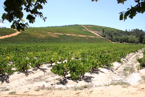 image of the bush vines at Kanonkop Wine Estate