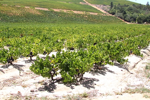 image of the Pinotage bush vines at Kanonkop Wine Estate