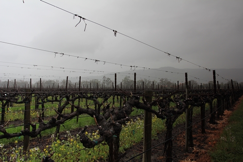 image of the vineyard found across the road from the Silver Oak Winery on Oakville Crossroad, Napa Valley