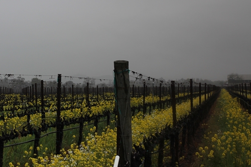 another image of Flora Springs' Holy Smoke Vineyard in Oakville