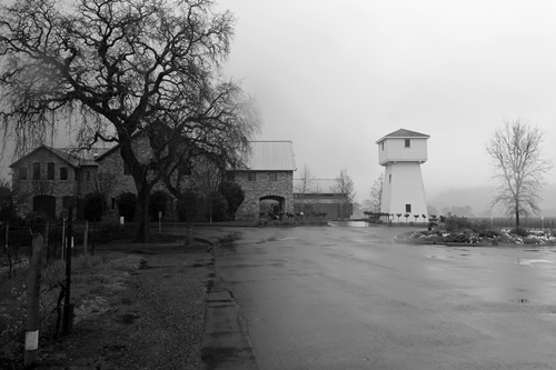 image of the iconic tower and oak tree found at the Silver Oak Winery