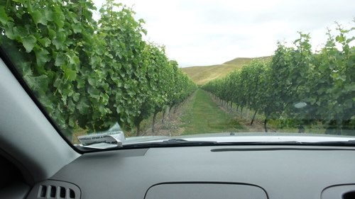 image from a vineyard drive