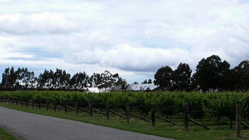 image of the vineyards surrounding Cloudy Bay