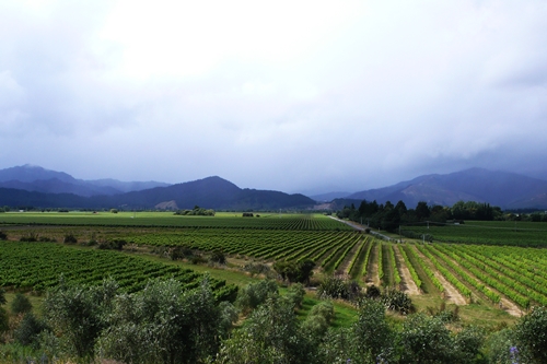 image of vineyards in the Marlborough Valley