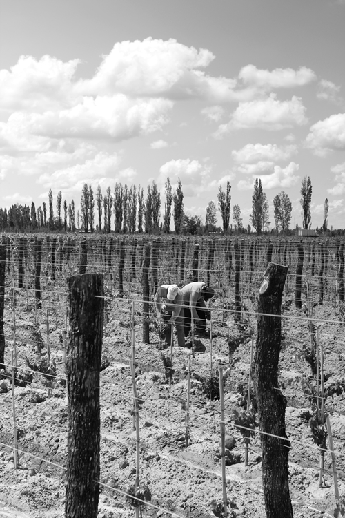 image of vineyard workers next to Vina Cobos