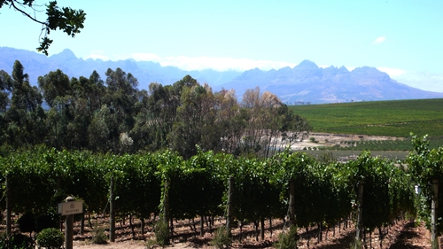 image of a vineyard and its view at De Morgenzon