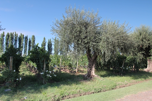image of the vineyard and olive tree at Achaval Ferrer