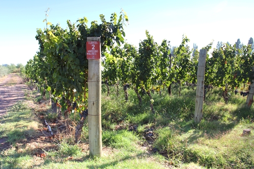 image from Achaval Ferrer's vineyard in Perdriel