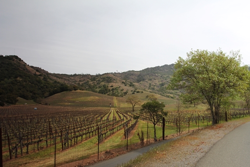 Schweizer Vineyards in the Stags Leap District, positioned next to Shafer Vineyards